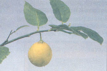 Веточка лимона